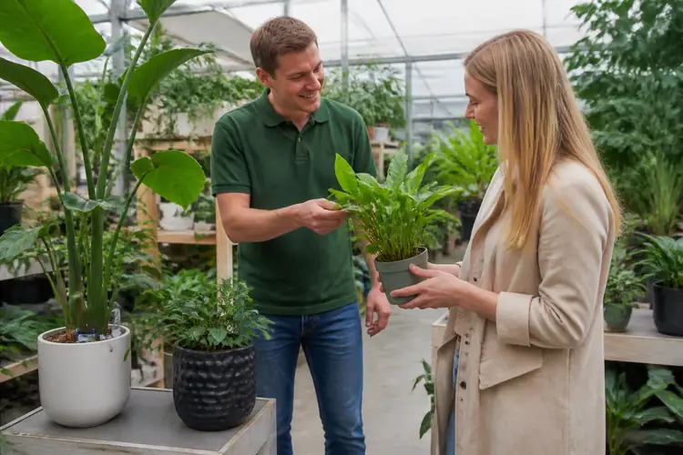 Kamerplanten kopen